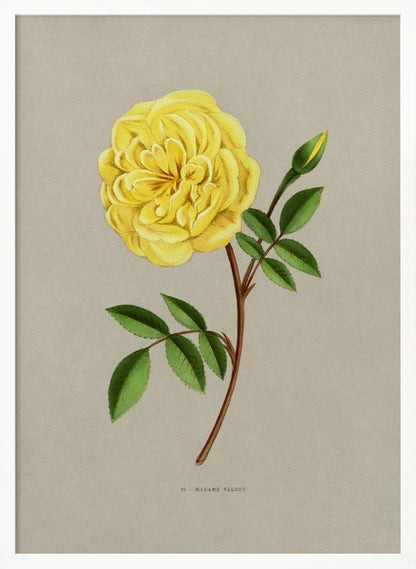 A vintage botanical illustration of a single yellow rose, labeled 'Madame Falcot'. The vibrant, fully bloomed yellow flower is shown on a brown stem with green leaves and a small bud, set against a neutral gray-beige background and enclosed in a simple black frame. Artwork