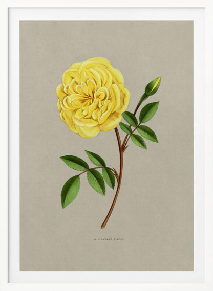 A vintage botanical illustration of a single yellow rose, labeled 'Madame Falcot'. The vibrant, fully bloomed yellow flower is shown on a brown stem with green leaves and a small bud, set against a neutral gray-beige background and enclosed in a simple black frame. Artwork
