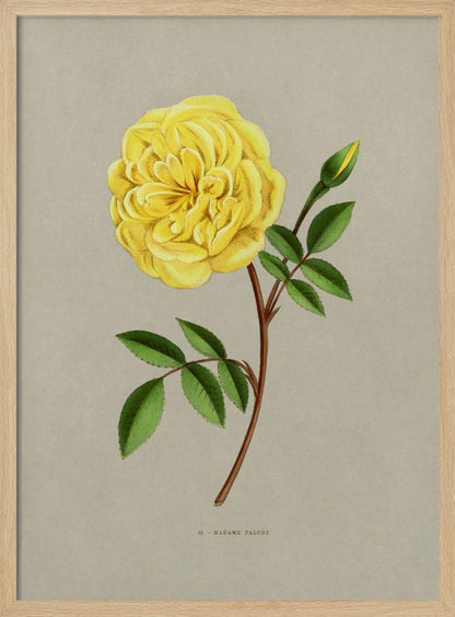 A vintage botanical illustration of a single yellow rose, labeled 'Madame Falcot'. The vibrant, fully bloomed yellow flower is shown on a brown stem with green leaves and a small bud, set against a neutral gray-beige background and enclosed in a simple black frame. Artwork
