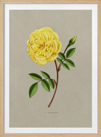 A vintage botanical illustration of a single yellow rose, labeled 'Madame Falcot'. The vibrant, fully bloomed yellow flower is shown on a brown stem with green leaves and a small bud, set against a neutral gray-beige background and enclosed in a simple black frame. Artwork