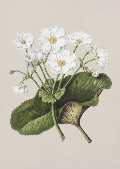 A vintage botanical illustration of white flowers with yellow centers and a large green leaf, set against a plain beige background within a black frame. Print