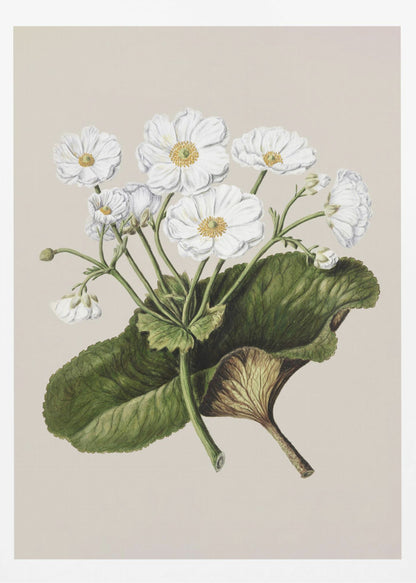 A vintage botanical illustration of white flowers with yellow centers and a large green leaf, set against a plain beige background within a black frame. Print