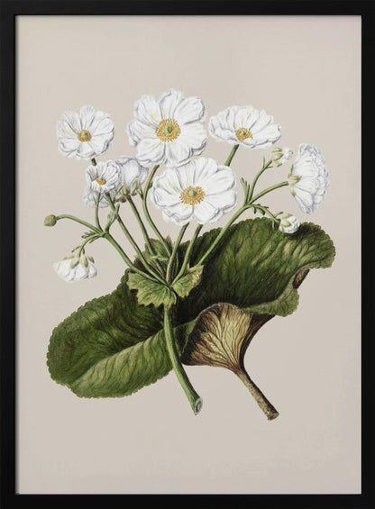 A vintage botanical illustration of white flowers with yellow centers and a large green leaf, set against a plain beige background within a black frame. Print