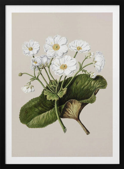 A vintage botanical illustration of white flowers with yellow centers and a large green leaf, set against a plain beige background within a black frame. Print