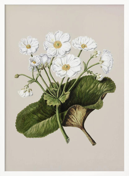 A vintage botanical illustration of white flowers with yellow centers and a large green leaf, set against a plain beige background within a black frame. Print