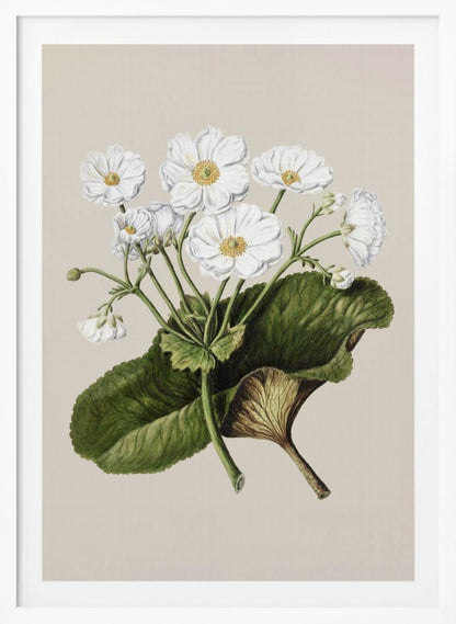 A vintage botanical illustration of white flowers with yellow centers and a large green leaf, set against a plain beige background within a black frame. Print