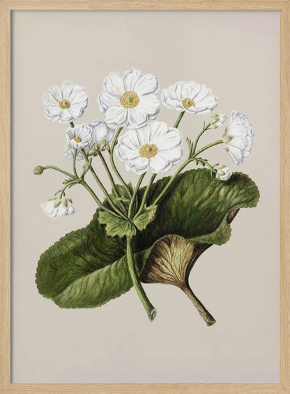 A vintage botanical illustration of white flowers with yellow centers and a large green leaf, set against a plain beige background within a black frame. Print