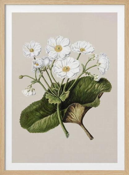 A vintage botanical illustration of white flowers with yellow centers and a large green leaf, set against a plain beige background within a black frame. Print