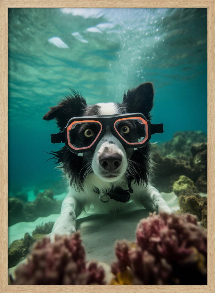 Border Collie Dive 3 - Poster / Art Print