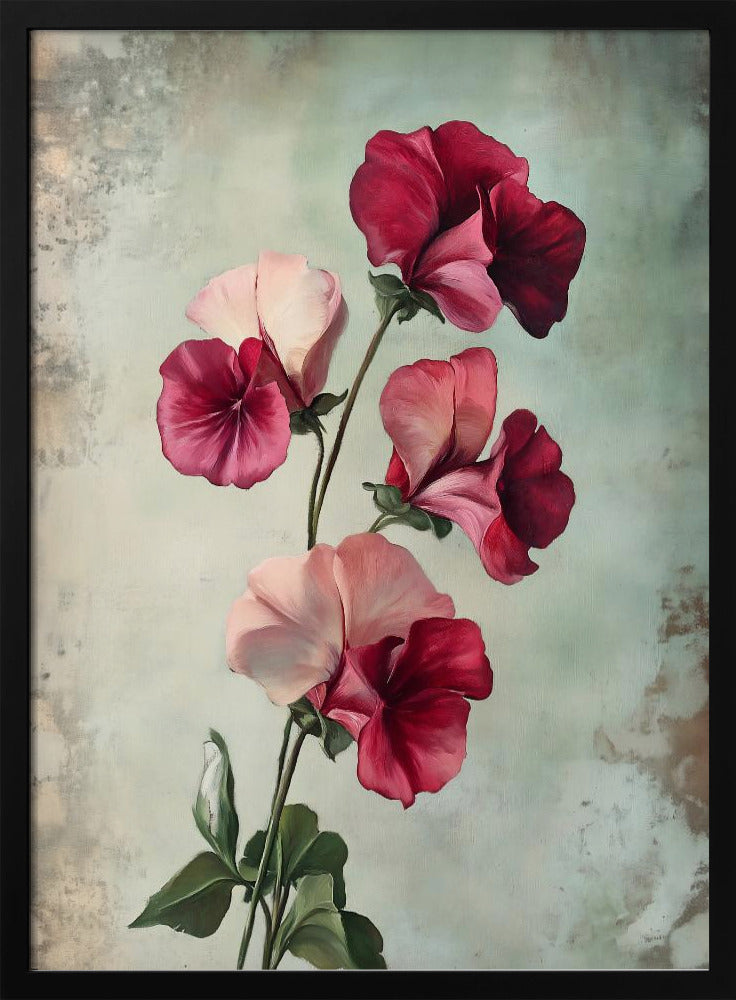 A vintage-style painting of several sweet pea flowers in shades of deep red and light pink against a textured, pale green-grey background, presented in a simple black frame. Artwork