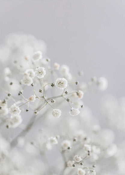 White Breath Flowers - Poster / Art Print