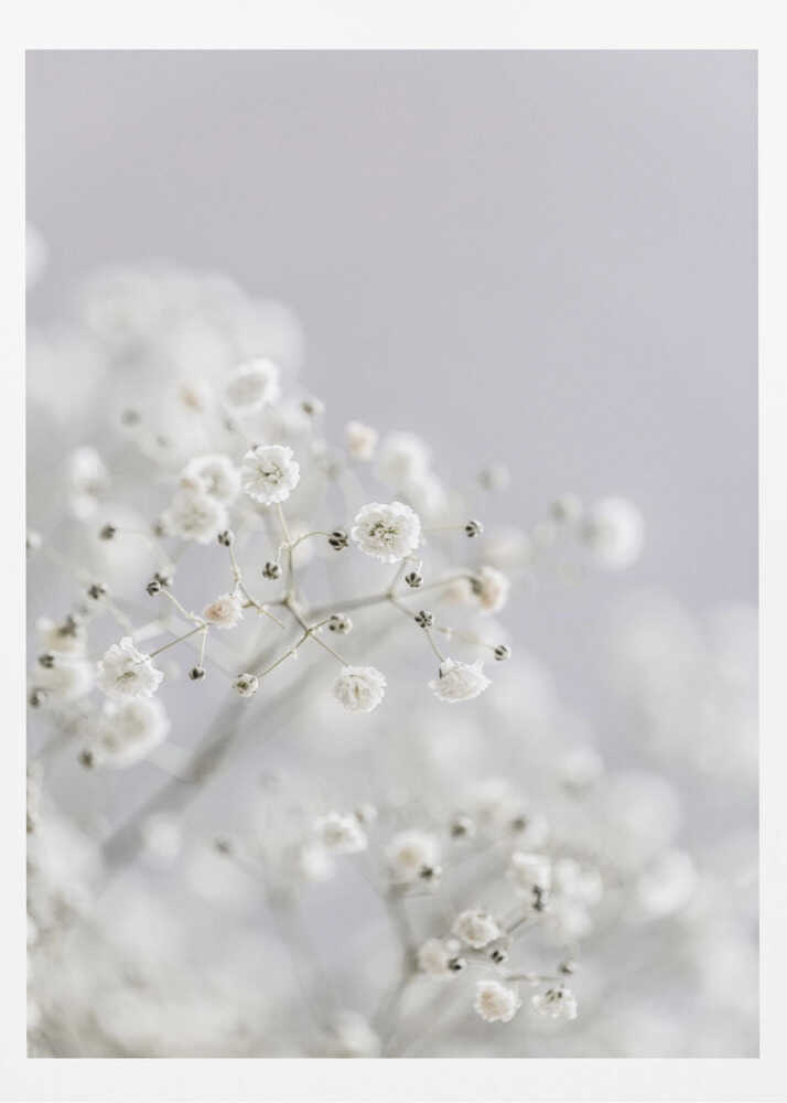 White Breath Flowers - Poster / Art Print