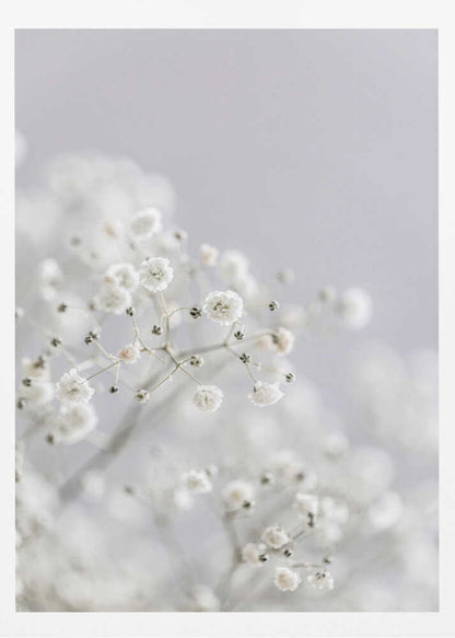 White Breath Flowers - Poster / Art Print