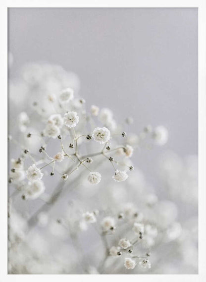 White Breath Flowers - Poster / Art Print