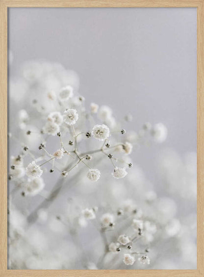 White Breath Flowers - Poster / Art Print