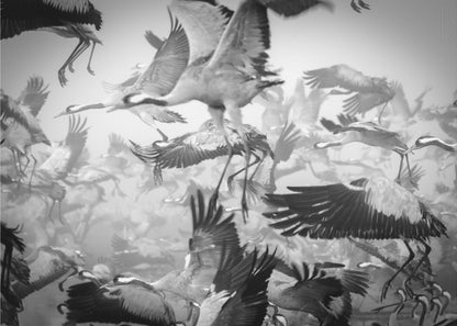 A dynamic and chaotic black and white photograph of a large flock of cranes taking flight. The image is filled with the motion of flapping wings and dangling legs, creating a sense of powerful, collective movement. The photo is presented in a silver frame. Wall Art