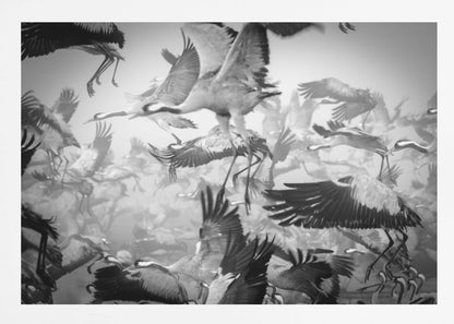 A dynamic and chaotic black and white photograph of a large flock of cranes taking flight. The image is filled with the motion of flapping wings and dangling legs, creating a sense of powerful, collective movement. The photo is presented in a silver frame. Wall Art