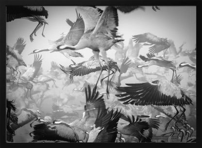 A dynamic and chaotic black and white photograph of a large flock of cranes taking flight. The image is filled with the motion of flapping wings and dangling legs, creating a sense of powerful, collective movement. The photo is presented in a silver frame. Wall Art
