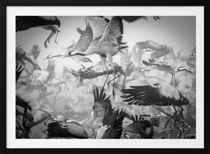 A dynamic and chaotic black and white photograph of a large flock of cranes taking flight. The image is filled with the motion of flapping wings and dangling legs, creating a sense of powerful, collective movement. The photo is presented in a silver frame. Wall Art