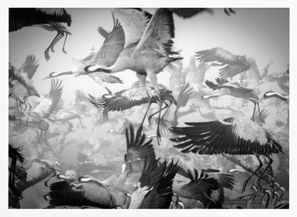A dynamic and chaotic black and white photograph of a large flock of cranes taking flight. The image is filled with the motion of flapping wings and dangling legs, creating a sense of powerful, collective movement. The photo is presented in a silver frame. Wall Art