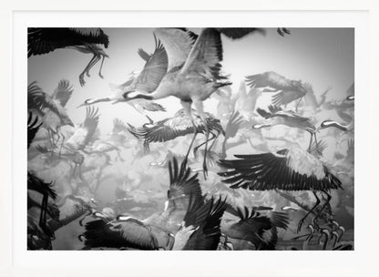 A dynamic and chaotic black and white photograph of a large flock of cranes taking flight. The image is filled with the motion of flapping wings and dangling legs, creating a sense of powerful, collective movement. The photo is presented in a silver frame. Wall Art