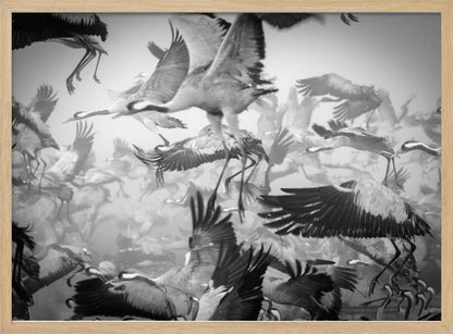 A dynamic and chaotic black and white photograph of a large flock of cranes taking flight. The image is filled with the motion of flapping wings and dangling legs, creating a sense of powerful, collective movement. The photo is presented in a silver frame. Wall Art