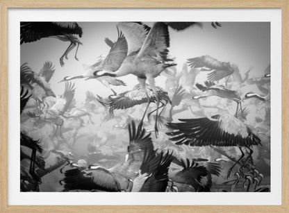 A dynamic and chaotic black and white photograph of a large flock of cranes taking flight. The image is filled with the motion of flapping wings and dangling legs, creating a sense of powerful, collective movement. The photo is presented in a silver frame. Wall Art