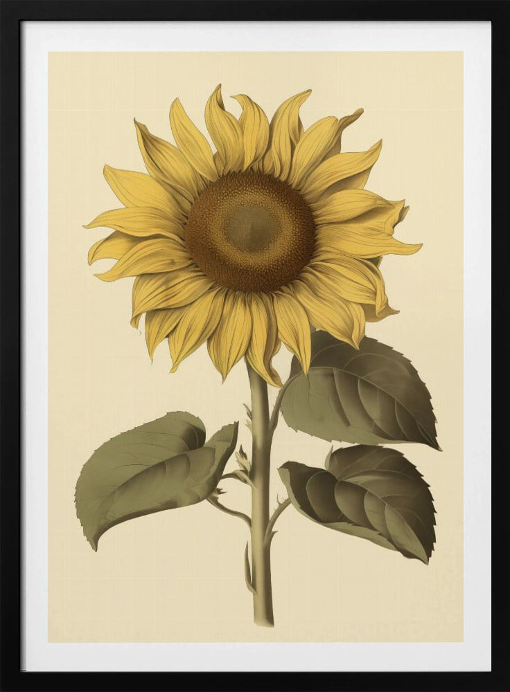 A vintage botanical illustration of a single large sunflower in a black frame. The flower has bright yellow petals, a detailed brown center, and is attached to a thick green stem with large leaves, all set against a cream background. Decor