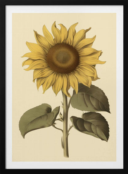 A vintage botanical illustration of a single large sunflower in a black frame. The flower has bright yellow petals, a detailed brown center, and is attached to a thick green stem with large leaves, all set against a cream background. Decor