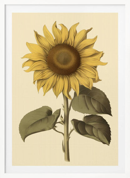A vintage botanical illustration of a single large sunflower in a black frame. The flower has bright yellow petals, a detailed brown center, and is attached to a thick green stem with large leaves, all set against a cream background. Decor