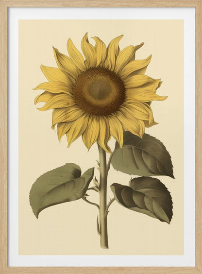 A vintage botanical illustration of a single large sunflower in a black frame. The flower has bright yellow petals, a detailed brown center, and is attached to a thick green stem with large leaves, all set against a cream background. Decor