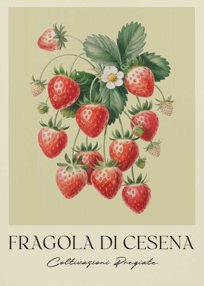 A vintage-style botanical poster featuring a detailed illustration of a strawberry plant with bright red berries, green leaves, and a small white flower. The background is a soft, pale yellow. Below the illustration, the text reads 'FRAGOLA DI CESENA' and 'Coltivazioni Pregiate' in Italian. The entire print is framed in black. Print