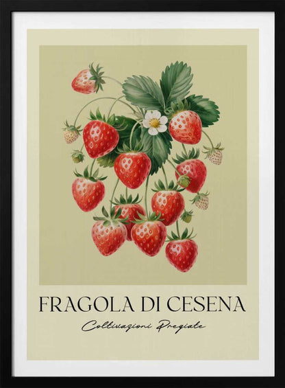 A vintage-style botanical poster featuring a detailed illustration of a strawberry plant with bright red berries, green leaves, and a small white flower. The background is a soft, pale yellow. Below the illustration, the text reads 'FRAGOLA DI CESENA' and 'Coltivazioni Pregiate' in Italian. The entire print is framed in black. Print