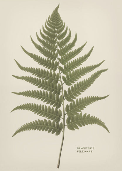 A vintage-style botanical print of a single green fern frond, centered on a light beige background. The scientific name, DRYOPTERIS FILIX-MAS, is printed in the lower right corner. The artwork is presented in a simple black frame. Print