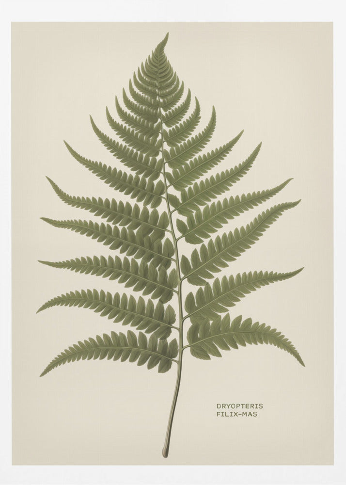 A vintage-style botanical print of a single green fern frond, centered on a light beige background. The scientific name, DRYOPTERIS FILIX-MAS, is printed in the lower right corner. The artwork is presented in a simple black frame. Print