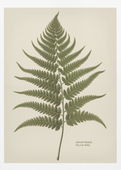A vintage-style botanical print of a single green fern frond, centered on a light beige background. The scientific name, DRYOPTERIS FILIX-MAS, is printed in the lower right corner. The artwork is presented in a simple black frame. Print