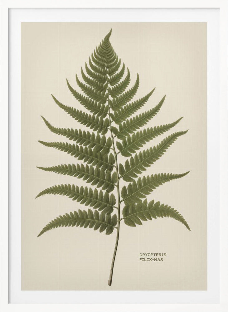 A vintage-style botanical print of a single green fern frond, centered on a light beige background. The scientific name, DRYOPTERIS FILIX-MAS, is printed in the lower right corner. The artwork is presented in a simple black frame. Print