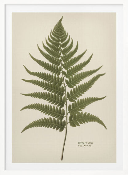 A vintage-style botanical print of a single green fern frond, centered on a light beige background. The scientific name, DRYOPTERIS FILIX-MAS, is printed in the lower right corner. The artwork is presented in a simple black frame. Print