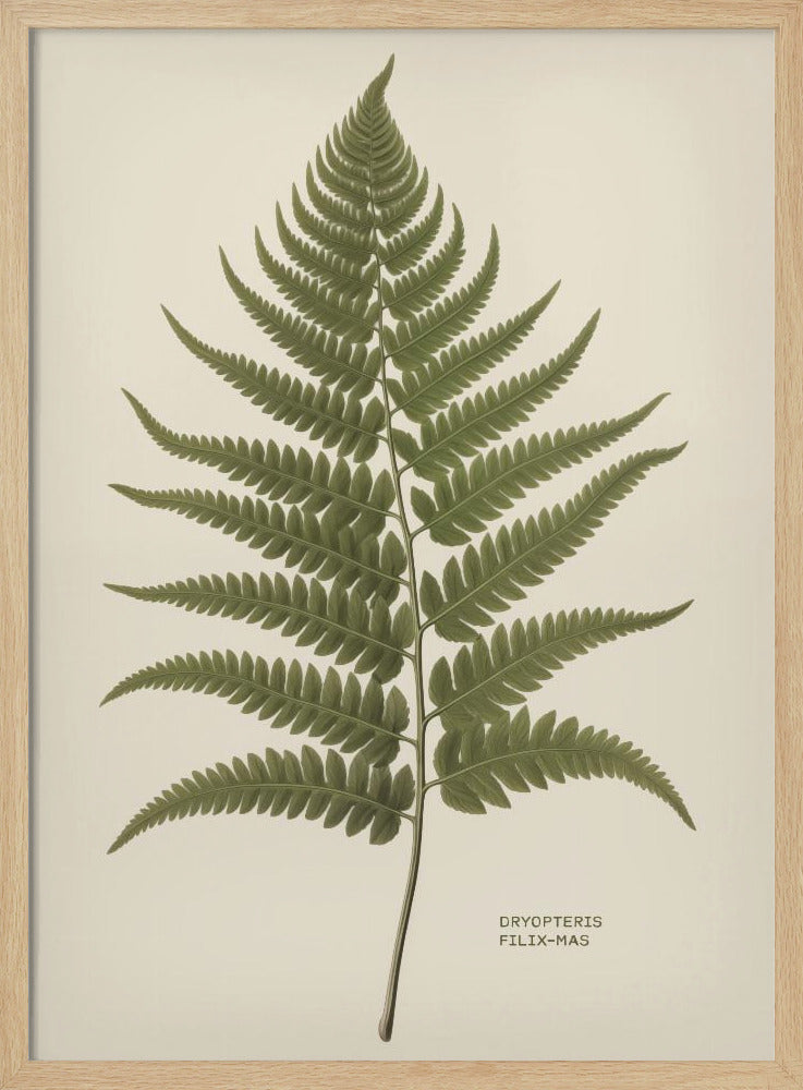 A vintage-style botanical print of a single green fern frond, centered on a light beige background. The scientific name, DRYOPTERIS FILIX-MAS, is printed in the lower right corner. The artwork is presented in a simple black frame. Print
