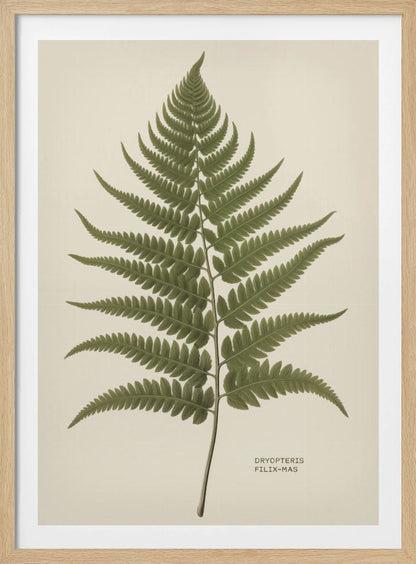 A vintage-style botanical print of a single green fern frond, centered on a light beige background. The scientific name, DRYOPTERIS FILIX-MAS, is printed in the lower right corner. The artwork is presented in a simple black frame. Print
