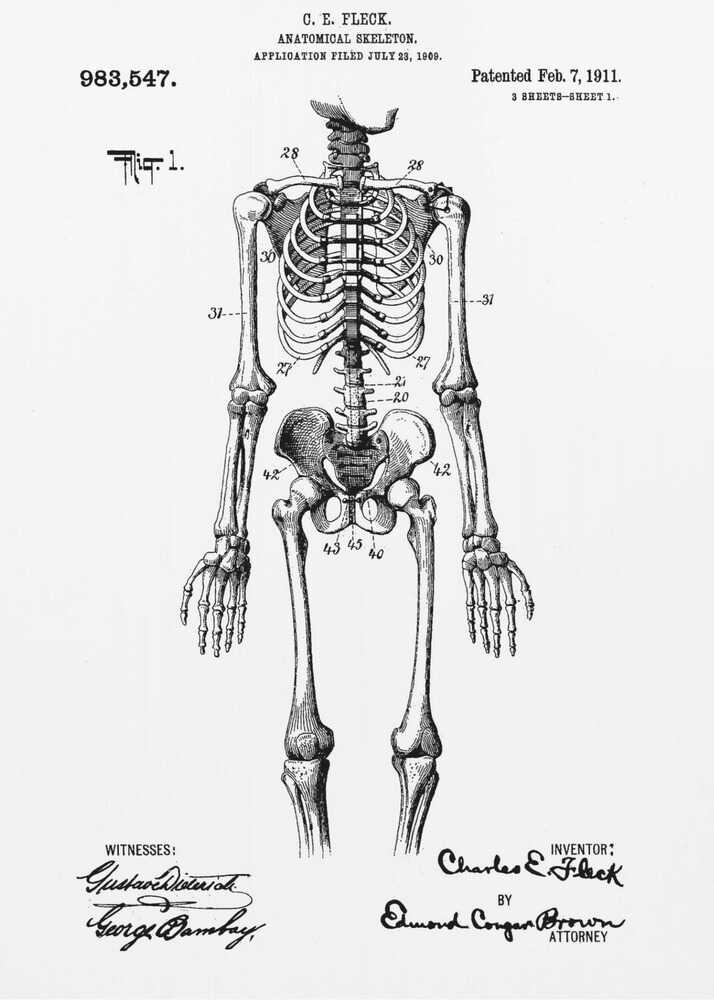 A framed black and white print of a vintage patent illustration for an anatomical skeleton by C.E. Fleck, patented February 7, 1911. The detailed drawing shows a full human skeleton from an anterior view with parts labeled with numbers, set against a light background with official patent text and signatures. Artwork