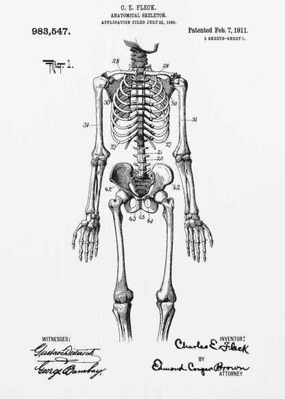 A framed black and white print of a vintage patent illustration for an anatomical skeleton by C.E. Fleck, patented February 7, 1911. The detailed drawing shows a full human skeleton from an anterior view with parts labeled with numbers, set against a light background with official patent text and signatures. Artwork