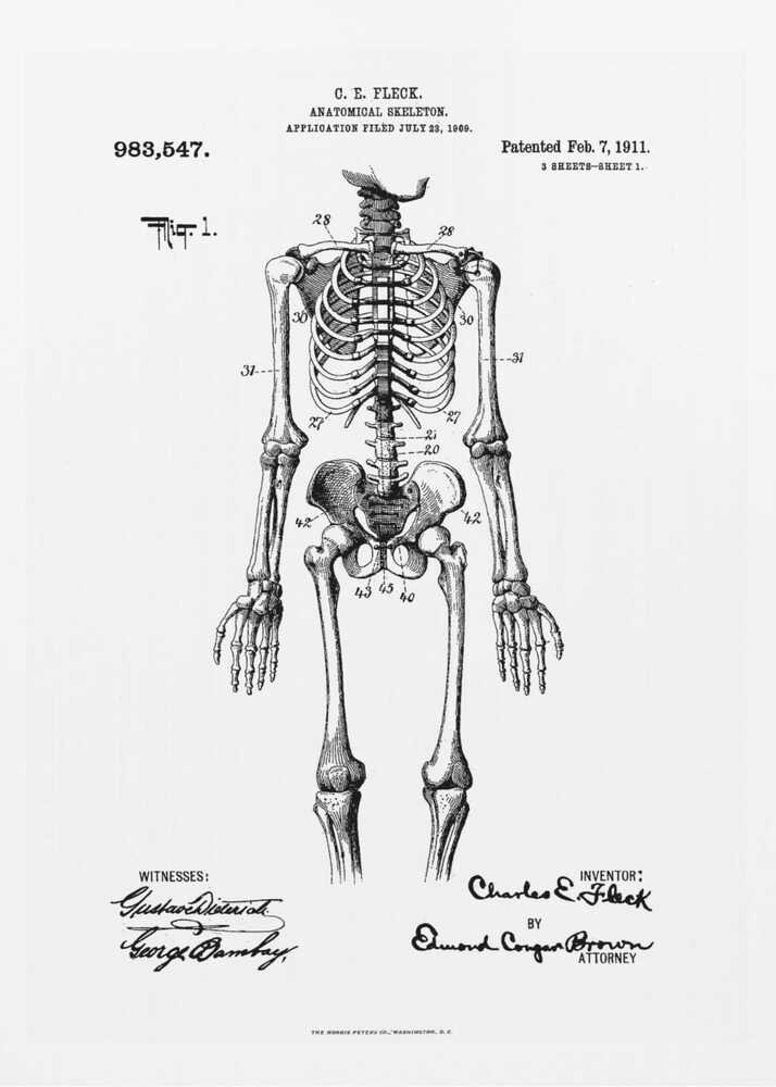 A framed black and white print of a vintage patent illustration for an anatomical skeleton by C.E. Fleck, patented February 7, 1911. The detailed drawing shows a full human skeleton from an anterior view with parts labeled with numbers, set against a light background with official patent text and signatures. Artwork