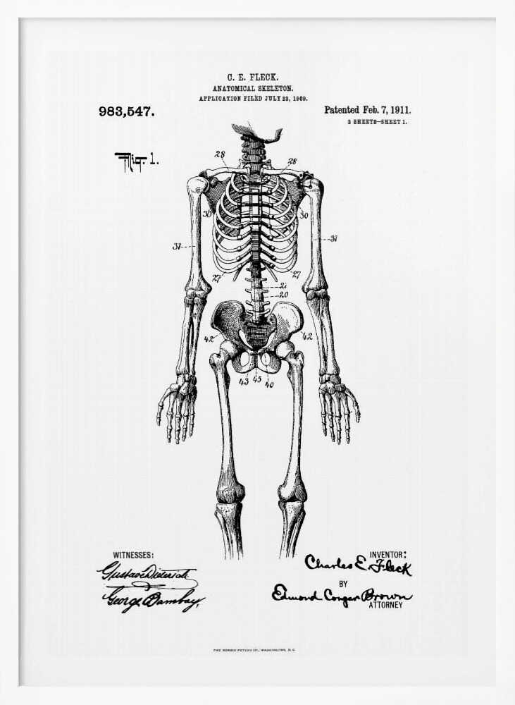 A framed black and white print of a vintage patent illustration for an anatomical skeleton by C.E. Fleck, patented February 7, 1911. The detailed drawing shows a full human skeleton from an anterior view with parts labeled with numbers, set against a light background with official patent text and signatures. Artwork