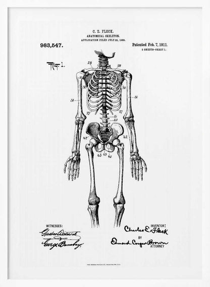 A framed black and white print of a vintage patent illustration for an anatomical skeleton by C.E. Fleck, patented February 7, 1911. The detailed drawing shows a full human skeleton from an anterior view with parts labeled with numbers, set against a light background with official patent text and signatures. Artwork