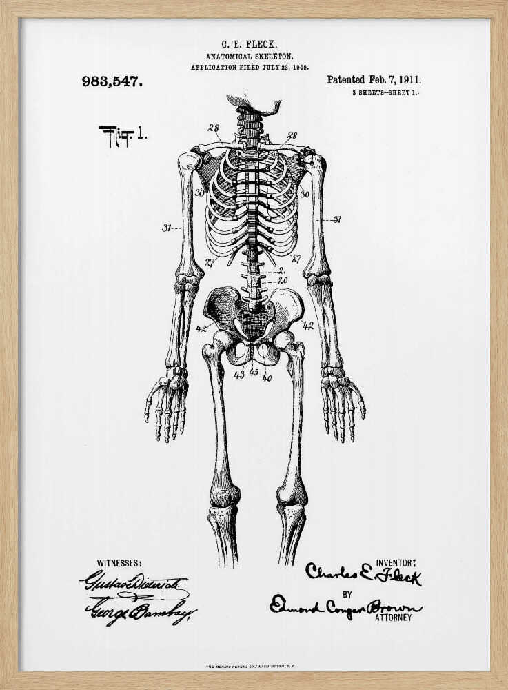 A framed black and white print of a vintage patent illustration for an anatomical skeleton by C.E. Fleck, patented February 7, 1911. The detailed drawing shows a full human skeleton from an anterior view with parts labeled with numbers, set against a light background with official patent text and signatures. Artwork