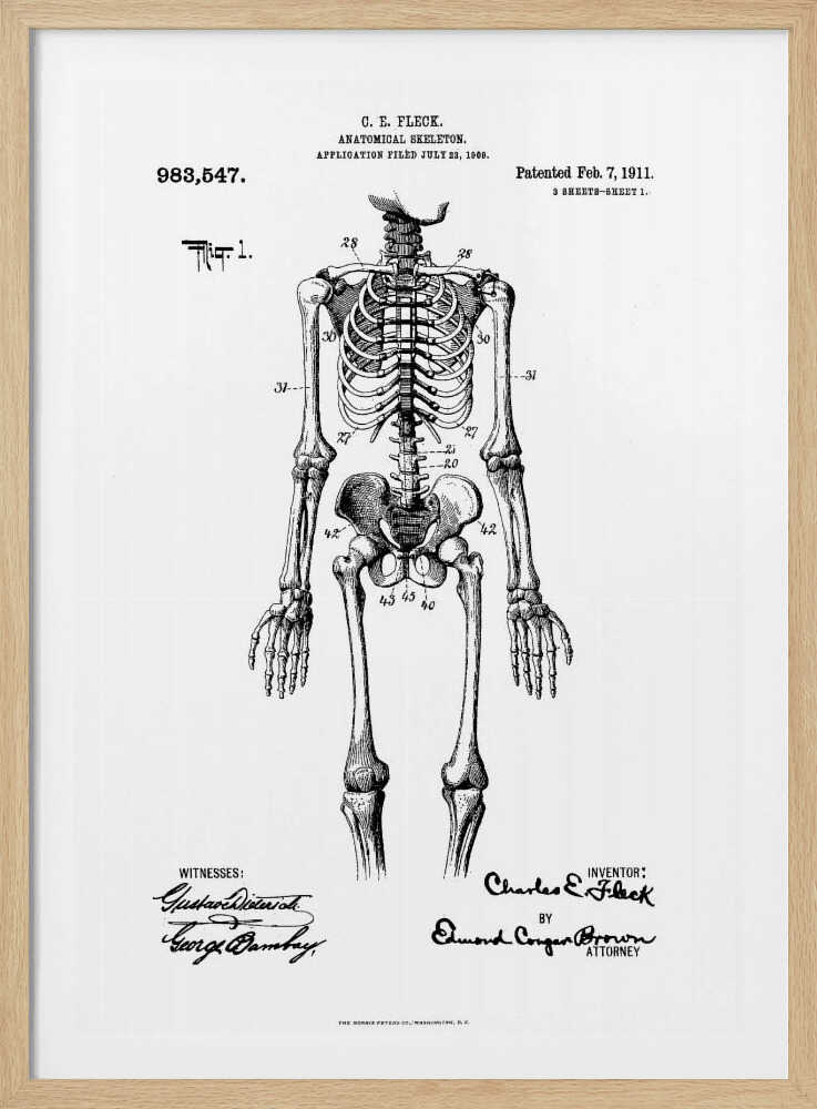 A framed black and white print of a vintage patent illustration for an anatomical skeleton by C.E. Fleck, patented February 7, 1911. The detailed drawing shows a full human skeleton from an anterior view with parts labeled with numbers, set against a light background with official patent text and signatures. Artwork