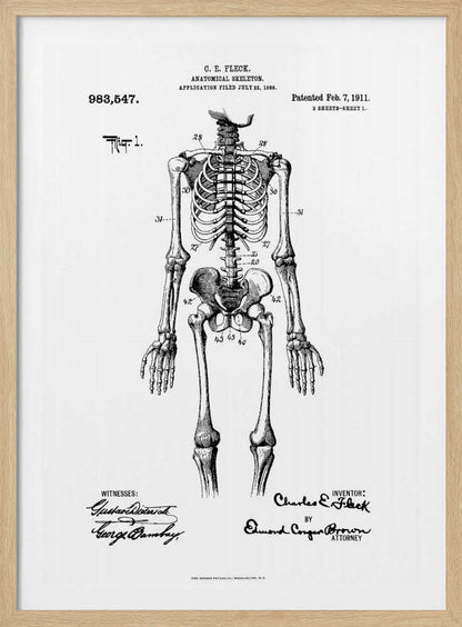 A framed black and white print of a vintage patent illustration for an anatomical skeleton by C.E. Fleck, patented February 7, 1911. The detailed drawing shows a full human skeleton from an anterior view with parts labeled with numbers, set against a light background with official patent text and signatures. Artwork