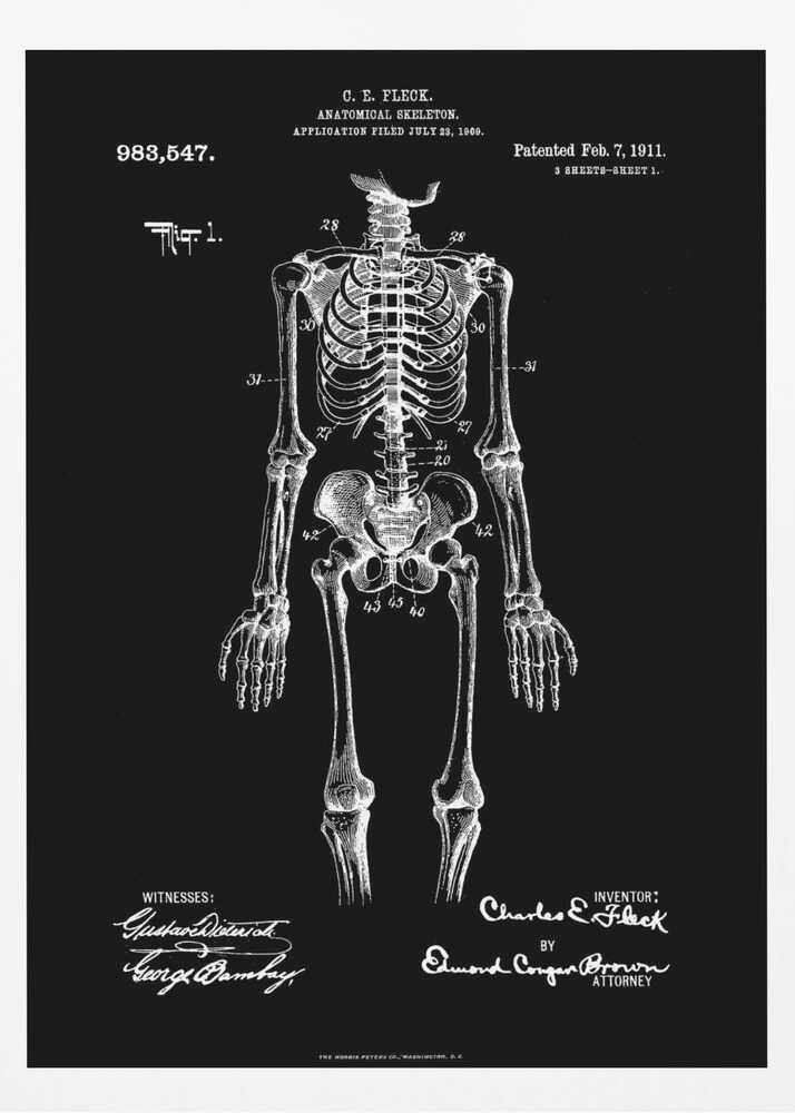 A framed, vintage-style patent illustration of a human anatomical skeleton, presented as a white drawing on a black background. The detailed skeleton is shown from the front, with text indicating the patent number, date, and inventor, C.E. Fleck. Signatures are visible at the bottom. Print