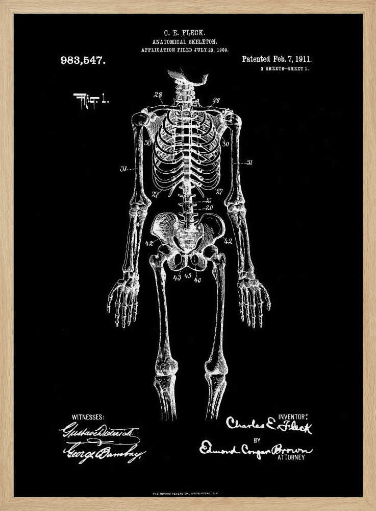 A framed, vintage-style patent illustration of a human anatomical skeleton, presented as a white drawing on a black background. The detailed skeleton is shown from the front, with text indicating the patent number, date, and inventor, C.E. Fleck. Signatures are visible at the bottom. Print